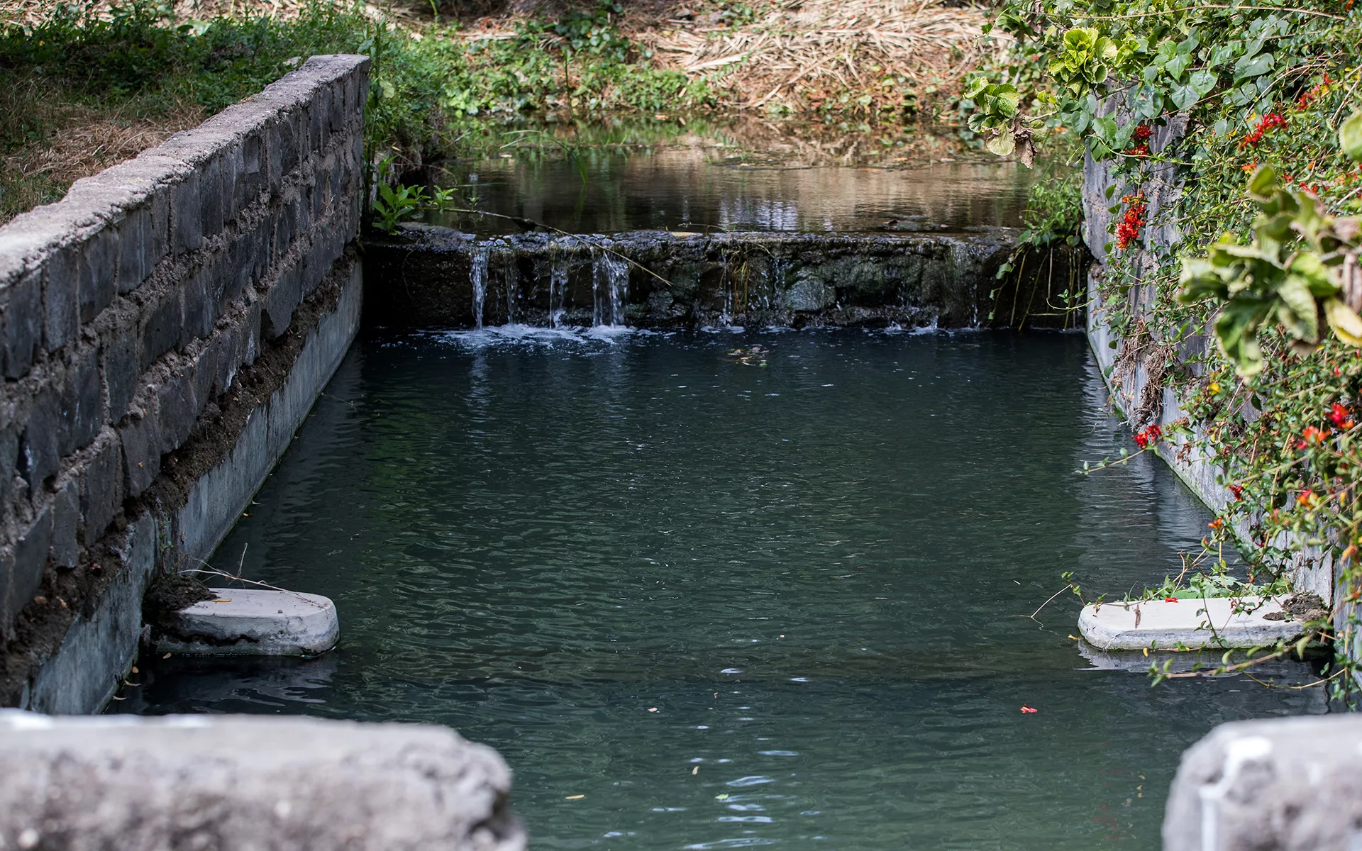 Fishpond in Maasai Flowers